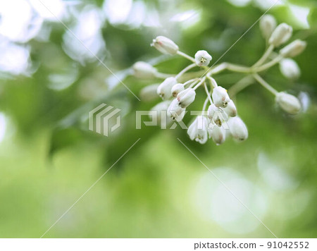 Honeybee flower Honeybee flower 91042552