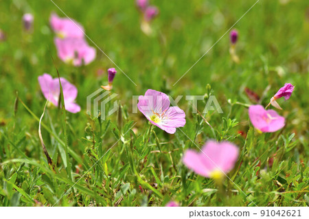 Pink daytime evening primrose blooming in Okinawa Pink daytime evening primrose blooming in Okinawa 91042621