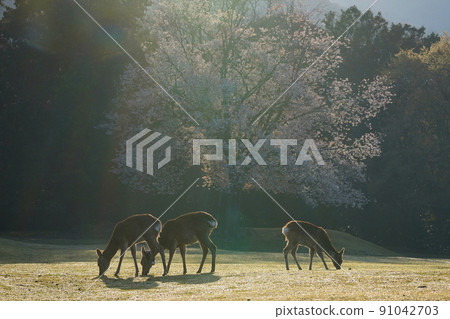 Cherry blossoms and deer Cherry blossoms and deer 91042703