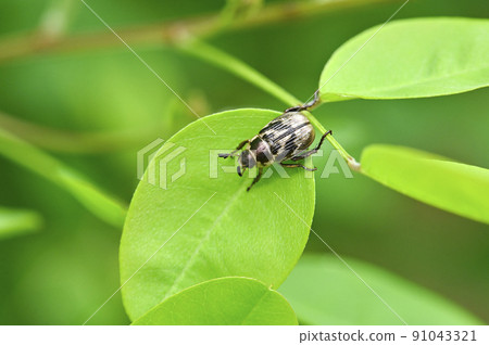 Semarathogene Semarathogene 91043321
