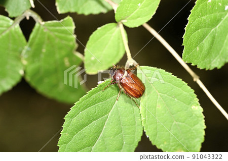 Long-haired beetle Long-haired beetle 91043322
