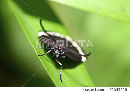 Pidorus glaucopis Pidorus glaucopis 91043336