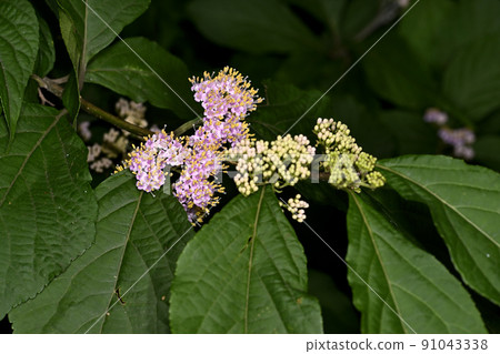 紫式部 紫式部 91043338