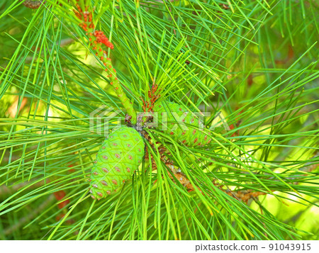 Evergreen tree black pine with yellow-green young pine cones 91043915