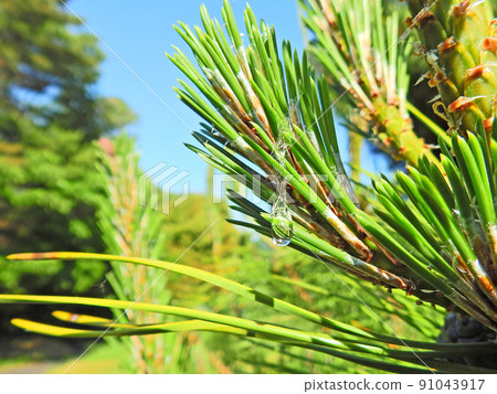 Beautiful transparent pine tree secreted from the evergreen tree black pine Beautiful transparent pine tree secreted from the evergreen tree black pine 91043917