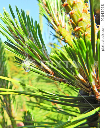 Beautiful transparent pine tree secreted from the evergreen tree black pine Beautiful transparent pine tree secreted from the evergreen tree black pine 91043918