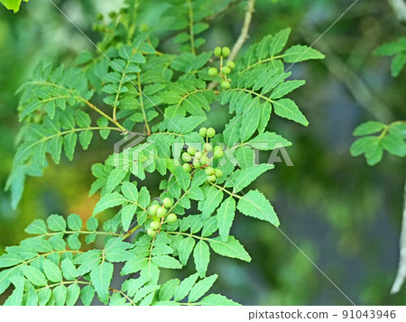 落葉灌木 sansho 用於用小球果烹飪 91043946