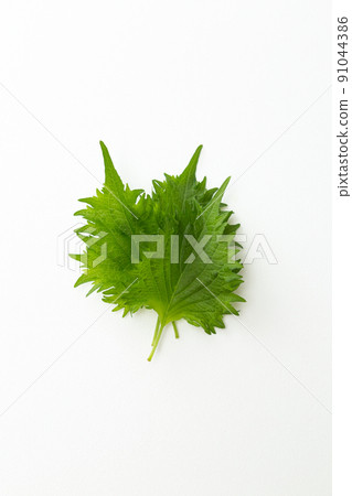 白葉白背 白葉白背 91044386