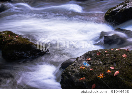 Fallen leaves that turned red on the rocks of the mountain stream Fallen leaves that turned red on the rocks of the mountain stream 91044468