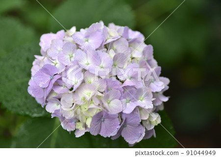 Hydrangea flowers wet in the rain 91044949