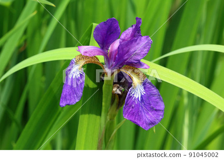 One flower of iris, Tadami Town, Fukushima Prefecture One flower of iris, Tadami Town, Fukushima Prefecture 91045002