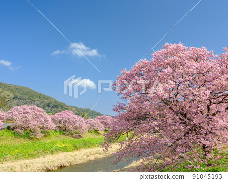 Shizuoka Minamiizu_Minami Cherry Blossom and Rapeseed Flower Festival 91045193