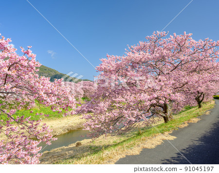 靜岡南伊豆_南櫻花油菜花節 91045197