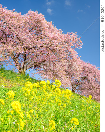 靜岡南伊豆_南櫻花油菜花節 91045204