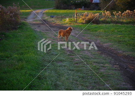 Golden retriever farm dog on a dirt road in a golden hour nature landscape Golden retriever farm dog on a dirt road in a golden hour nature landscape 91045293