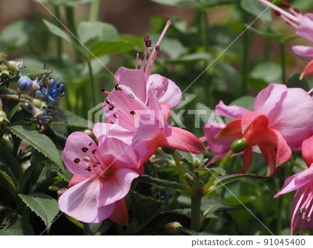 Group planting fuchsia petals 91045400