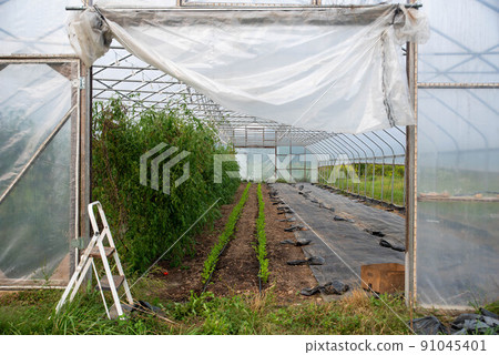 Closeup of vegetable greenhouse interior through open door plants and tools Closeup of vegetable greenhouse interior through open door plants and tools 91045401