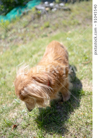微型臘腸犬長期護理老狗散步 91045540