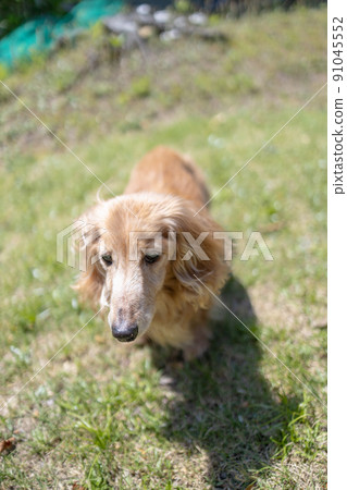 Miniature dachshund long-term care old dog walk Miniature dachshund long-term care old dog walk 91045552