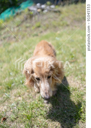 微型臘腸犬長期護理老狗散步 91045553