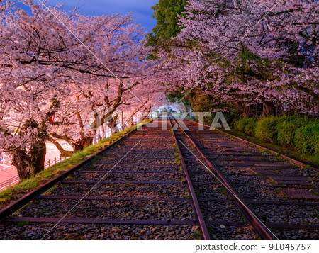 Kyoto_Keage Incline and cherry blossom image in full bloom 91045757