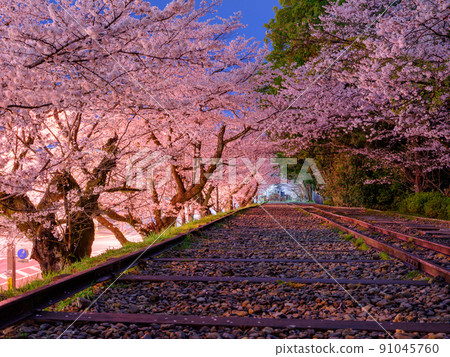 Kyoto_Keage Incline and cherry blossom image in full bloom Kyoto_Keage Incline and cherry blossom image in full bloom 91045760