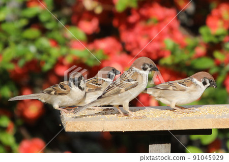 Sparrow and quince flowers Sparrow and quince flowers 91045929