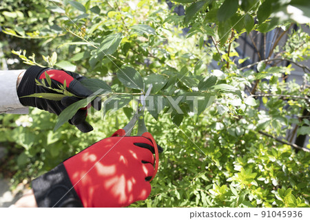 在花園裡砍樹的景觀技術員的手 在花園裡砍樹的景觀技術員的手 91045936