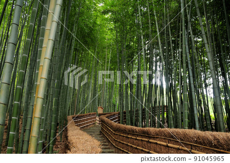 Adashino Nenbutsuji Temple [Saga, Ukyo-ku, Kyoto City] 91045965
