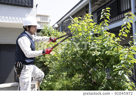 Landscaping workers pruning garden trees on a stepladder 91045972