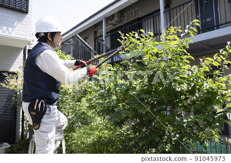 美化工人在梯子上修剪花園樹木 91045973
