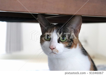 A chattering cat listening to the situation from under the desk A chattering cat listening to the situation from under the desk 91046067