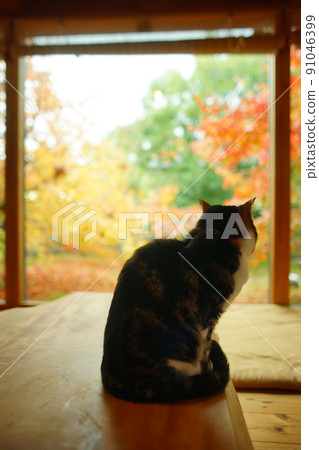 Pheasant cat standing against the background of autumn leaves Pheasant cat standing against the background of autumn leaves 91046399