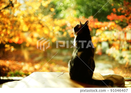 Pheasant cat standing against the background of autumn leaves 91046407