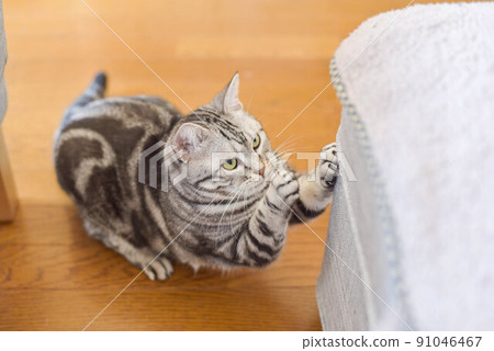 A cat sharpening its claws with an ottoman A cat sharpening its claws with an ottoman 91046467