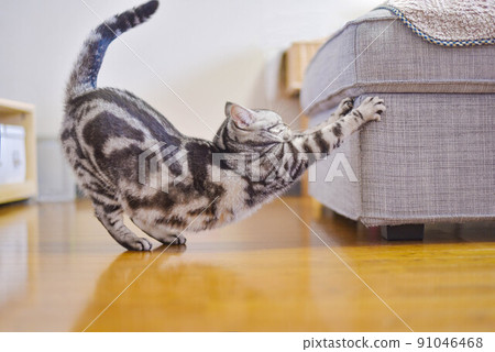 貓用腳凳伸展 91046468