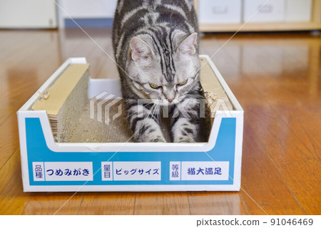 A cat sharpening its claws with cardboard A cat sharpening its claws with cardboard 91046469