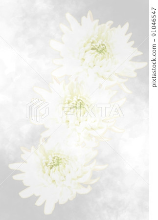 Postcard of white chrysanthemum for Buddhist affairs 91046547