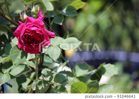 Red rose Red rose 91046641