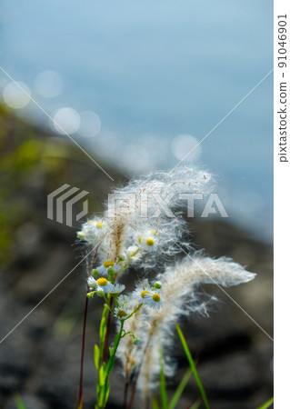 信濃川和安城堤上的Chigaya 91046901