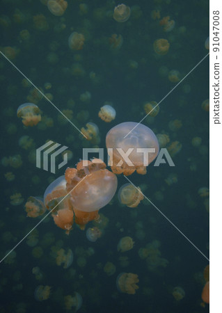 Jellyfish Lake Jellyfish Lake 91047008