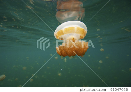 水母湖 91047026