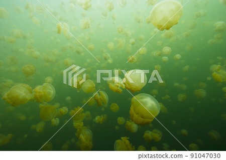 Jellyfish Lake 91047030