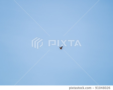 The bird of prey Black Kite flying in blue Sky 91048026