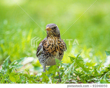 Wood bird Fieldfare, Turdus pilaris, on a sprng lawn. Wood bird Fieldfare, Turdus pilaris, on a sprng lawn. 91048050