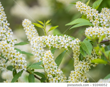 White flowers blooming bird cherry. Close-up of a Flowering Prunus padus Tree with White Little Blossoms White flowers blooming bird cherry. Close-up of a Flowering Prunus padus Tree with White Little Blossoms 91048052
