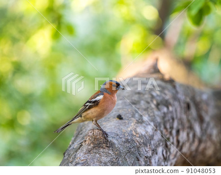 Common chaffinch, Fringilla coelebs, sits on a tree. Common chaffinch in wildlife. 91048053