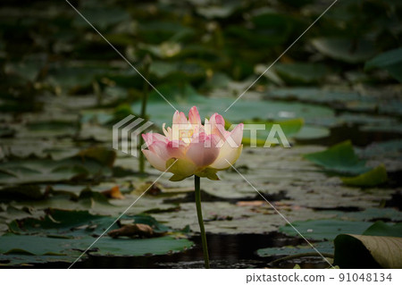 Lucky thing: Large lotus flower that bloomed first this year at Hokekyoji Temple in Ichikawa City, taken early in the morning on June 21, 2022 91048134