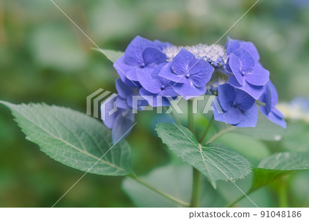 hydrangea   91048186