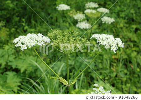 Hanaud blooms in Tadami Town, Fukushima Prefecture Hanaud blooms in Tadami Town, Fukushima Prefecture 91048266